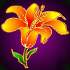 Avatar-animado-Naturaleza-182.gif