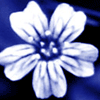 Avatar-animado-Naturaleza-184.gif
