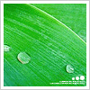 Avatar-animado-Naturaleza-191.gif