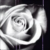 Avatar-animado-Naturaleza-200.gif