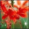 Avatar-animado-Naturaleza-203.gif
