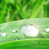 Avatar-animado-Naturaleza-204.gif