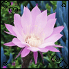 Avatar-animado-Naturaleza-209.gif
