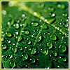 Avatar-animado-Naturaleza-216.gif