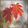 Avatar-animado-Naturaleza-244.gif