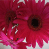 Avatar-animado-Naturaleza-245.gif