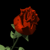 Avatar-animado-Naturaleza-246.gif