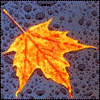 Avatar-animado-Naturaleza-248.gif