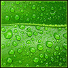 Avatar-animado-Naturaleza-251.gif