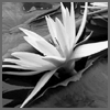 Avatar-animado-Naturaleza-252.gif