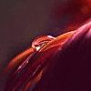 Avatar-animado-Naturaleza-257.gif