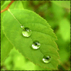 Avatar-animado-Naturaleza-265.gif