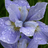 Avatar-animado-Naturaleza-266.gif