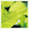 Avatar-animado-Naturaleza-270.gif