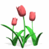 Avatar-animado-Naturaleza-272.gif