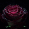 Avatar-animado-Naturaleza-273.gif