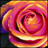 Avatar-animado-Naturaleza-277.gif