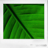 Avatar-animado-Naturaleza-281.gif