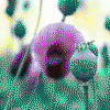 Avatar-animado-Naturaleza-282.gif