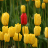 Avatar-animado-Naturaleza-285.gif