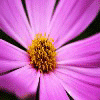 Avatar-animado-Naturaleza-288.gif