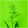 Avatar-animado-Naturaleza-292.gif