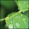 Avatar-animado-Naturaleza-317.gif