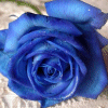 Avatar-animado-Naturaleza-319.gif