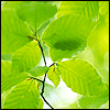 Avatar-animado-Naturaleza-321.gif