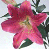 Avatar-animado-Naturaleza-329.gif