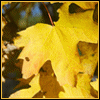 Avatar-animado-Naturaleza-331.gif