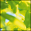 Avatar-animado-Naturaleza-335.gif