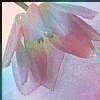 Avatar-animado-Naturaleza-337.gif