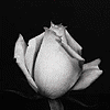 Avatar-animado-Naturaleza-340.gif