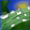 Avatar-animado-Naturaleza-343.gif
