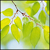 Avatar-animado-Naturaleza-348.gif