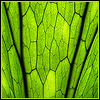 Avatar-animado-Naturaleza-349.gif