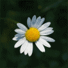 Avatar-animado-Naturaleza-353.gif