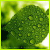Avatar-animado-Naturaleza-355.gif