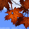 Avatar-animado-Naturaleza-361.gif
