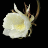 Avatar-animado-Naturaleza-384.gif