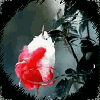 Avatar-animado-Naturaleza-385.gif