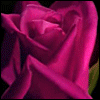Avatar-animado-Naturaleza-386.gif