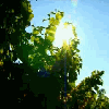 Avatar-animado-Naturaleza-387.gif