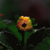 Avatar-animado-Naturaleza-388.gif