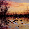 Avatar-animado-Naturaleza-389.gif