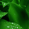 Avatar-animado-Naturaleza-60.gif