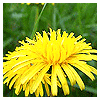 Avatar-animado-Naturaleza-83.gif