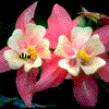 Avatar-animado-Naturaleza-87.gif