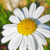Avatar-animado-Naturaleza-93.gif